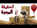 قصة شون ذا شيب القصة كاملة المرعبة    