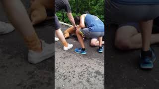 Snakeyez Videos:BROOKLYN DOG FIGHT...FORT GREENE PARK... screenshot 5