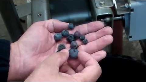WECO Implus Soft Sorter for Blueberries