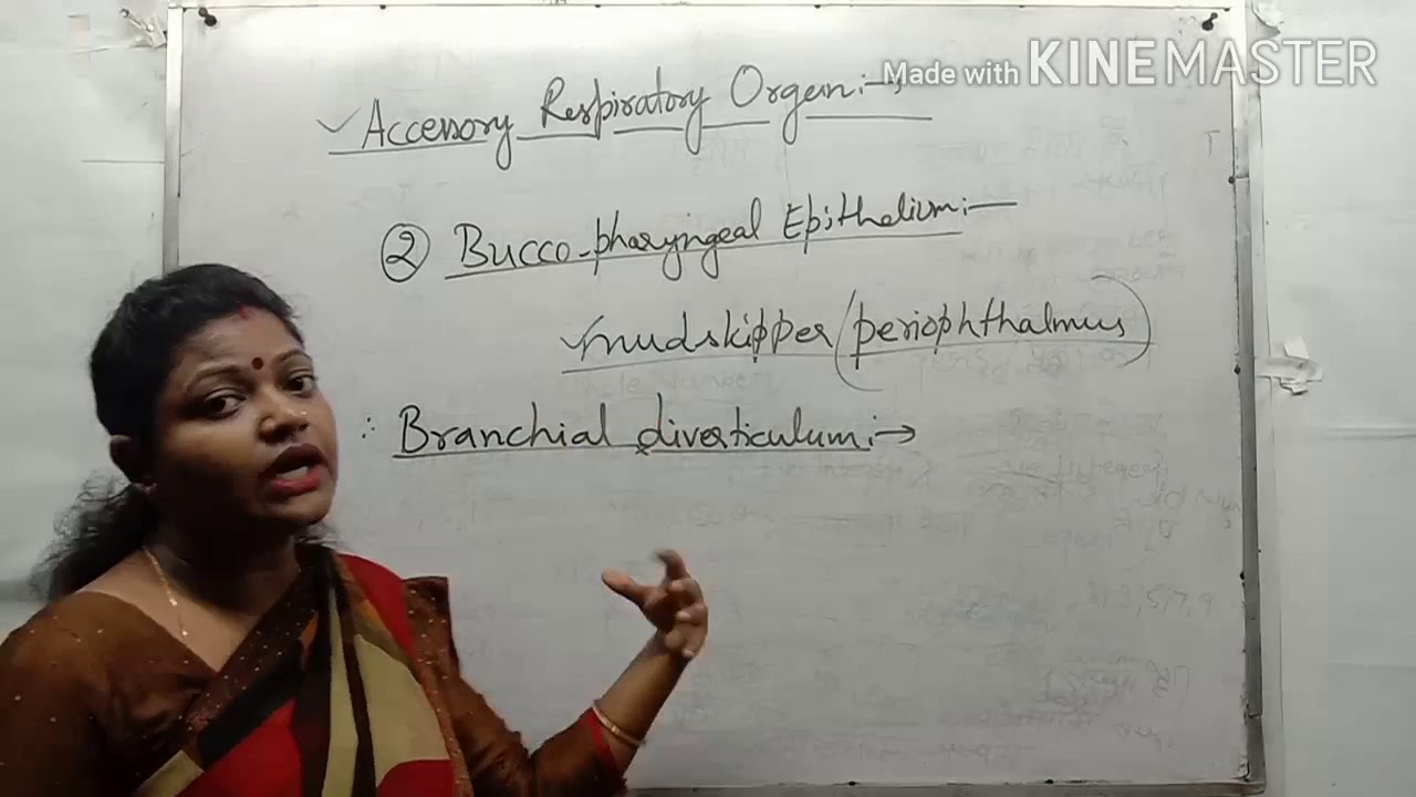 Accessory Respiratory Organ in Fishes for BSc /MSc Zoology, NEET and