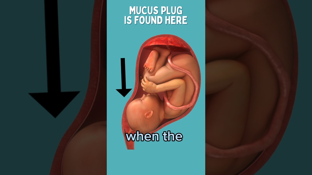 Human mucus plug