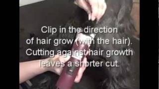 Grooming the Miniature Schnauzer Part 1 of 3