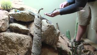 Hand Training Collared Lizards