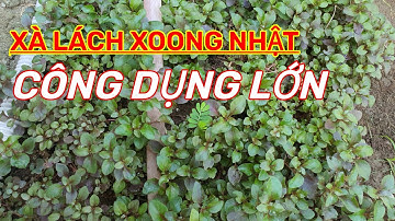 XÀ LÁCH XOONG NHẬT - BẤT NGỜ VỚI CÔNG DỤNG THỰC SỰ?| Dược liệu Quý Việt Nam
