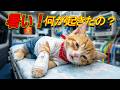 猛暑を乗り切れ！トラ猫トラはどうやって暑い夏を過ごしたのか？🐱☀️❄️