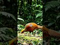 Nature’s Silent Hunter 🐍 | Survival 🔥 #nature #wildlife #snake #bird #jungle #survival #nature