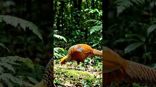 Nature’s Silent Hunter 🐍 |  Survival 🔥  #nature #wildlife #snake #bird #jungle #survival #nature