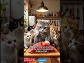 “Detik-Detik Kucing Master Chef Memotong Tuna Raksasa 😱 🐟” #kucingviral #tuna #videoviral
