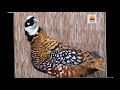 Kral Sülün - Reeves's Pheasant ( parkhayvancilik.com )