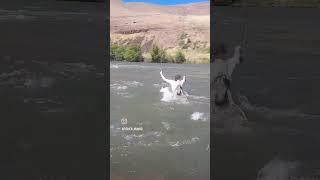 Wading hard on the Deschutes last summer! #flyfishing #flyfishinglife #fishing #trout #troutfishing