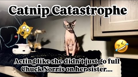 Catnip Catastrophe (ft Akashka Lynn)