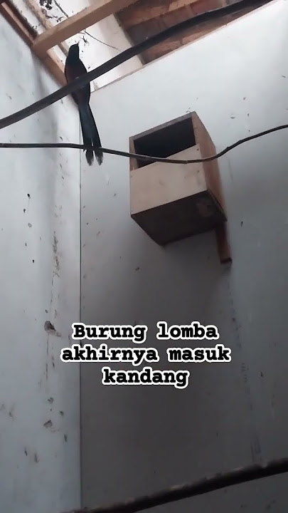 kenapa burung lomba akhirnya banyak yg masuk kandang #funny #muraibatu