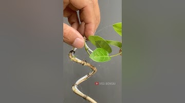 Making a Snake Style Bonsai