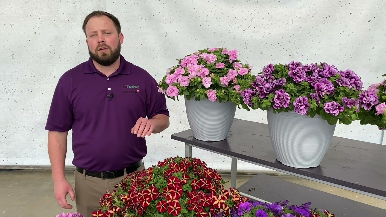 Novelty Petunias from Ball FloraPlant - 2022