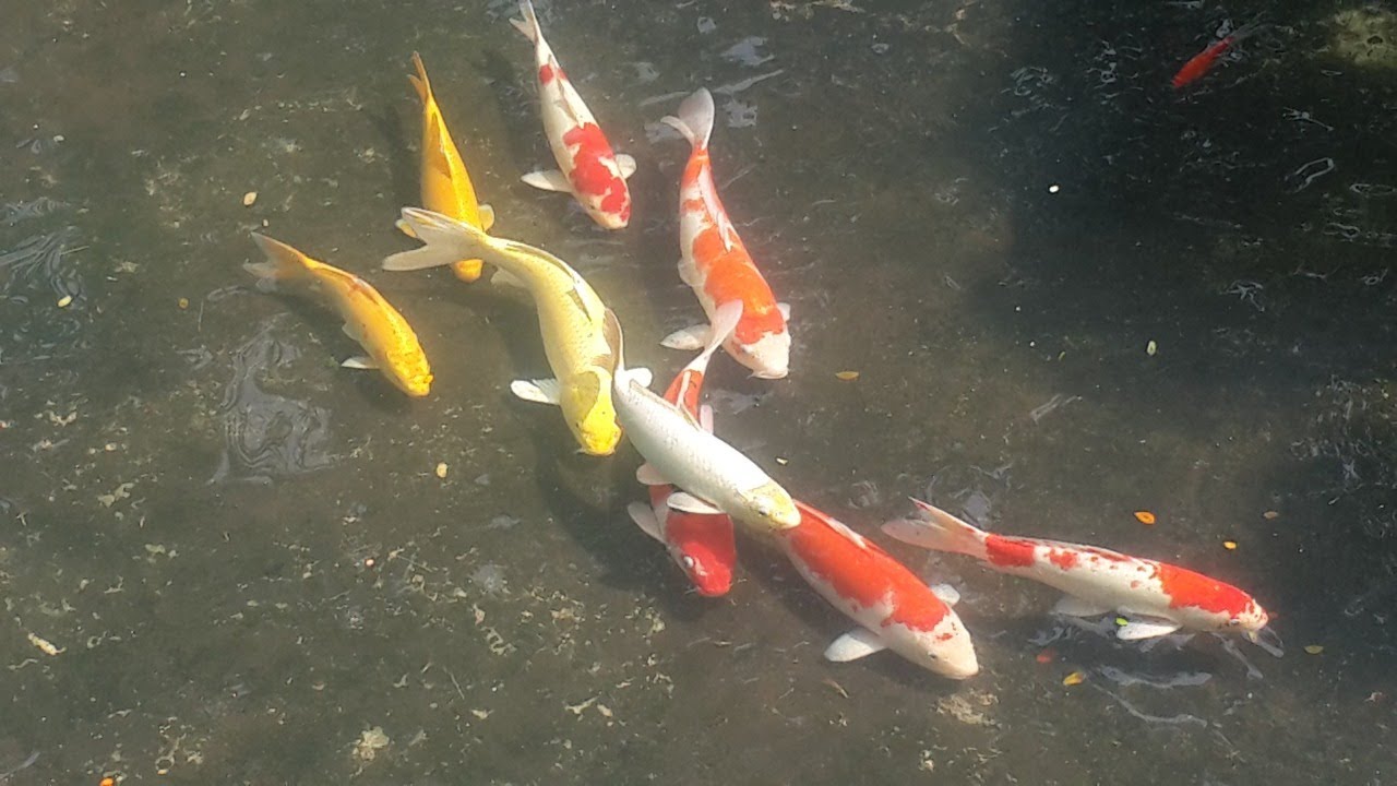 11th Daily free  Inner Alchemy Qigong Challenge...easy to do...easy to learn...but very effective