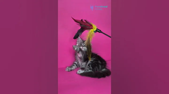 Video 11504981: mainecoons mainecoonkittens kitten, coon kitten mainecoonkitten, silver tabby maine coon, black tabby maine coon, maine coon female kitten