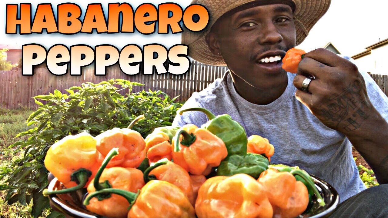 How Many Habanero Peppers In A Pound