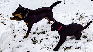 Black Leopard and Rottweiler make a snowman | Walking with the little Luna