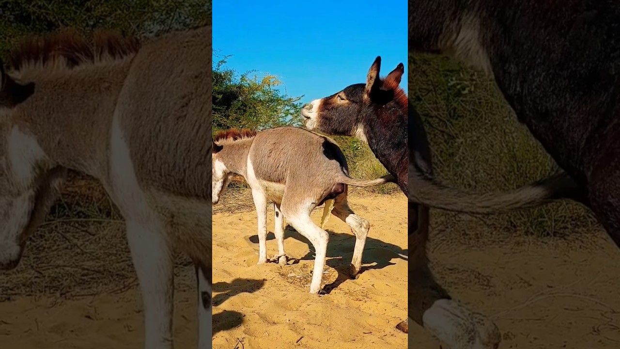 #donkey