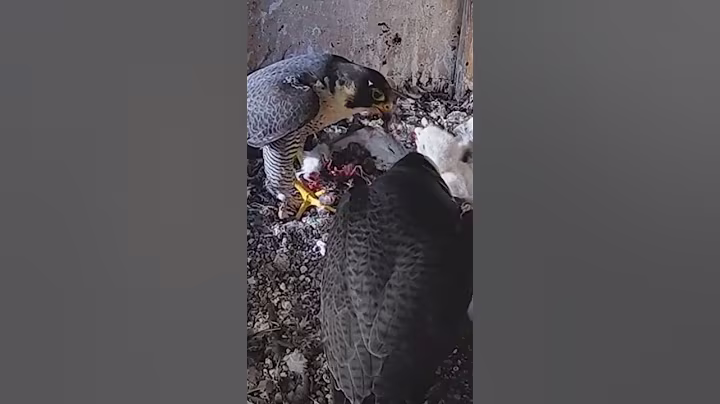 P#885- Review mother birds brings food to feed her babies in the nest, baby birds life #birdslover