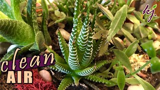 Houseplants that Purify the Air | Indoor Plants that Clean the Air and Remove Toxins
