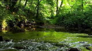 FOREST BIRDSONG, 8 HOURS OF RELAXING NATURE SOUNDS, NIGHTINGALE BIRDSONG