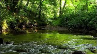 FOREST BIRDSONG, 8 HOURS OF RELAXING NATURE SOUNDS, NIGHTINGALE BIRDSONG