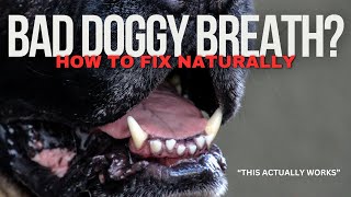 How To Fix My Dogs Bad Breath