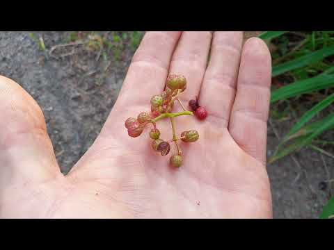 Video: Szechuan-peperplante: waar kom Szechuan-peper vandaan