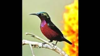 #004 KOLIBRI NINJA/konin GACOR SUARA JERNIH!!! MASTERAN MURAI batu TERBAIK.!! #masteranburung #murai