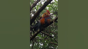 gà rừng mã vàng bây đập cánh cực hay.qaib qus ya ntxuaj ti zoo tiag tiag
