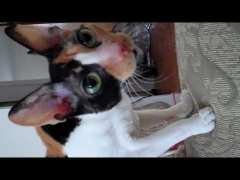 My Cornish Rex Cats and Oriental Shorthair Cat, Gracie, Maddi, Amber, and Ninja