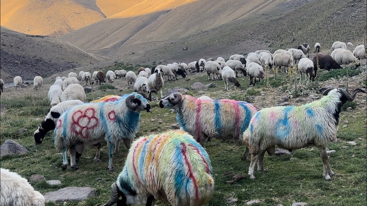KOÇLARIN GECE GÜNDÜZ SÜREN KAPIŞMASI