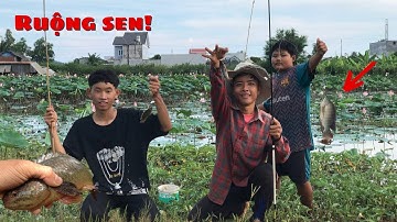 Câu cá rô đồng trong ruộng sen với mấy đứa nhóc/cá rô giật mỏi tay