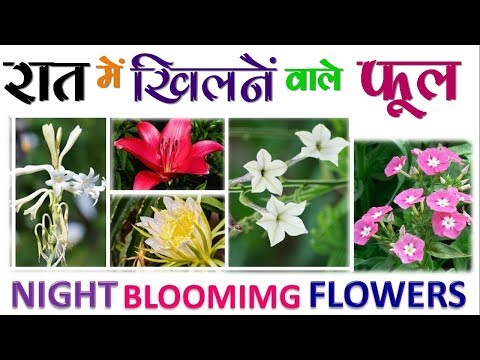 वीडियो: रात के फूल
