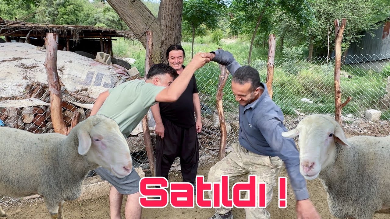 80 KİLOLUK KURBANLIK PAZARLIĞI 2025