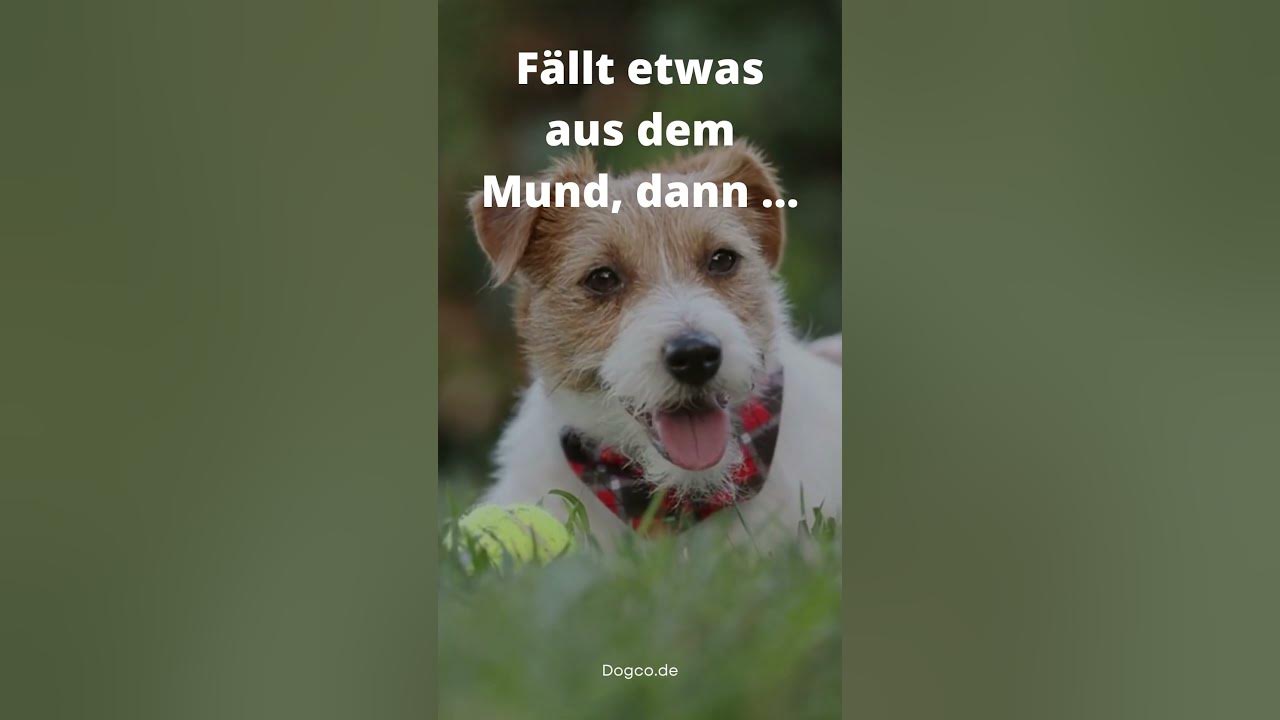 Witzige Hundesprüche 💡 hund mund shorts sprüche hunde zitate 