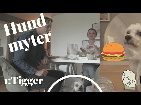 Video: Tigger Din Hund Ved Bordet - Træn Hund Ikke At Tigge Ved Bordet