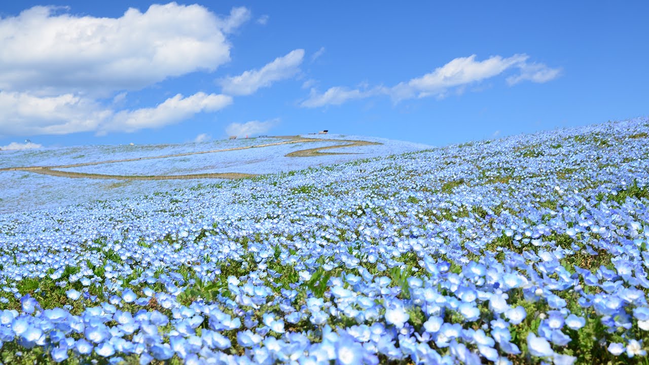 フラワリング Flowering 21 国営ひたち海浜公園