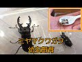 【ミヤマクワガタ】幼虫飼育　マット交換！