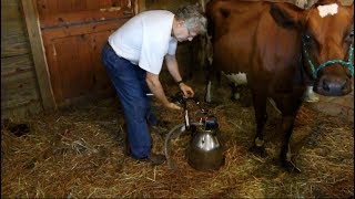 1 Cow Dairy Farm  Milking a Cow for Your SmallScale Homestead