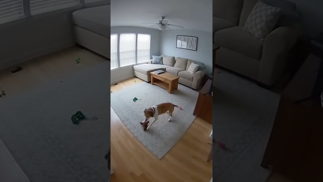 Security Camera Captures the Most Unexpected Dog Moment Ever 