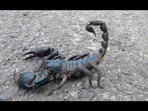 Giant Black Scorpion   Wildlife Thailand