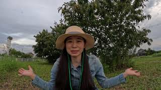 ☆☆秋の味覚栗の収穫☆☆ A Quiet Afternoon in Autumn in Japan | Slow Living Silent Vlog | Japanese Chestnut Autumn Has Arrived At The Market Chestnuts Pears And Japanese Ginger In Stock Making Candied