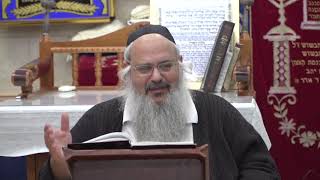פנינים מפרשת תזריע תשע"ט - הרב שלמה לוינשטיין שליט"א