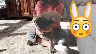 Bunny Meets Frenchie 😳 (WK 324.6) | Bratayley