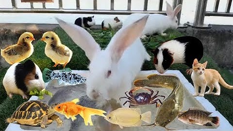 Vịt Con Cá Cảnh, Bắt Các Con Vật Dễ Thương, Mèo Dễ Thương, Cua, Rùa, Cá Koi, Cá Vàng, Thỏ, Cá Trê