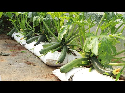 Video: Tips for dyrking av zucchini og planting av zucchini