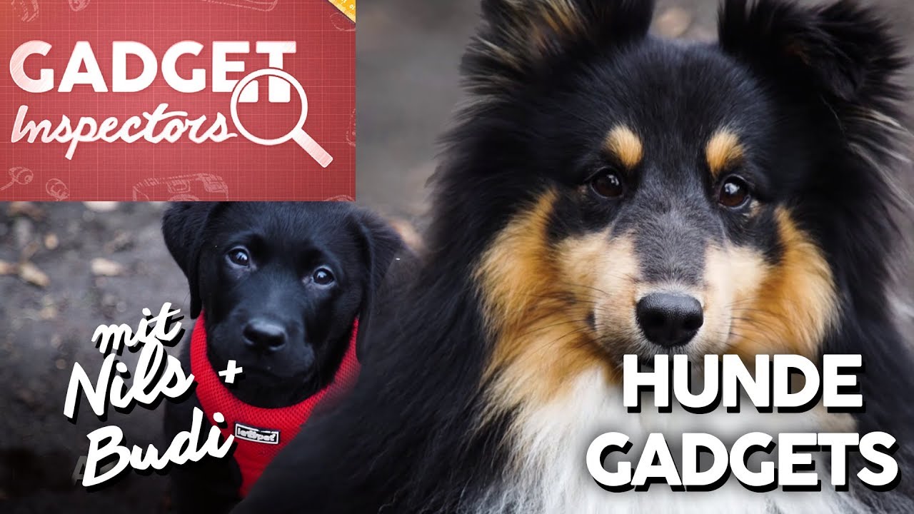 Gadget Inspectors HundeGadgets im Alltagstest YouTube