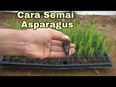 Video: Pembiakan Benih Asparagus: Bolehkah Anda Menanam Asparagus Daripada Benih